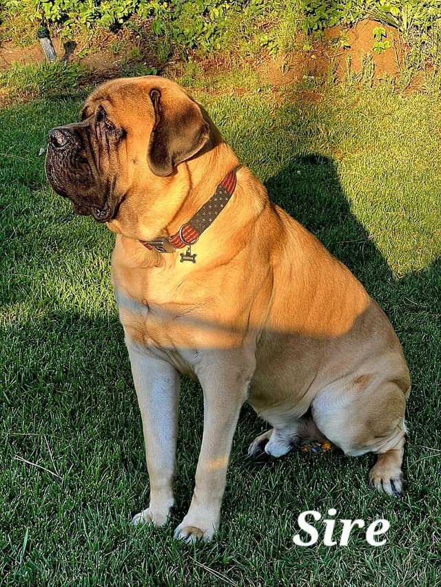 Mastiff Puppies media 3
