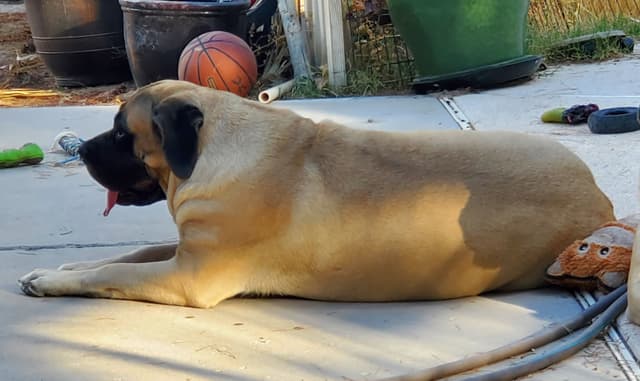 Mastiff Puppies media 6
