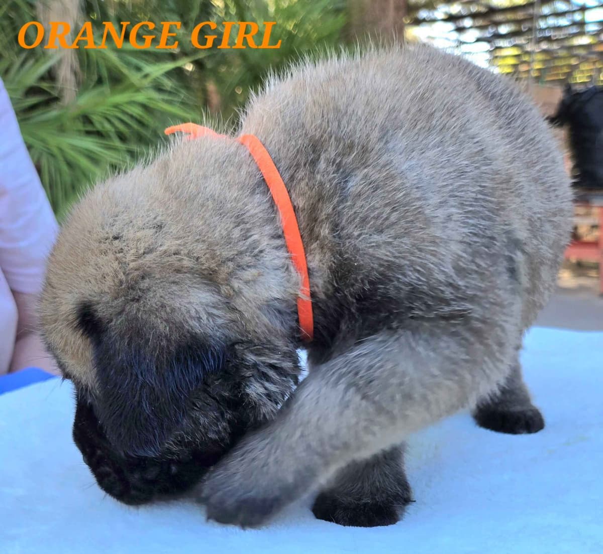 Mastiff Puppies breeder image 6