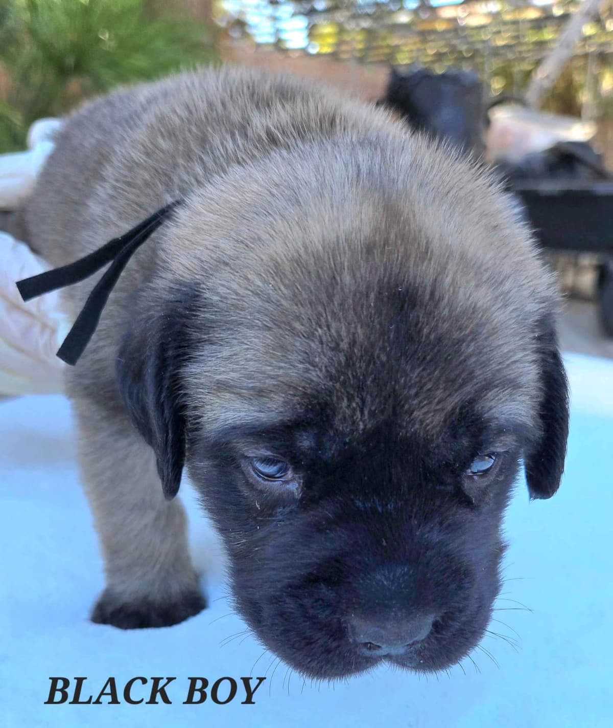 Mastiff Puppies breeder image 14