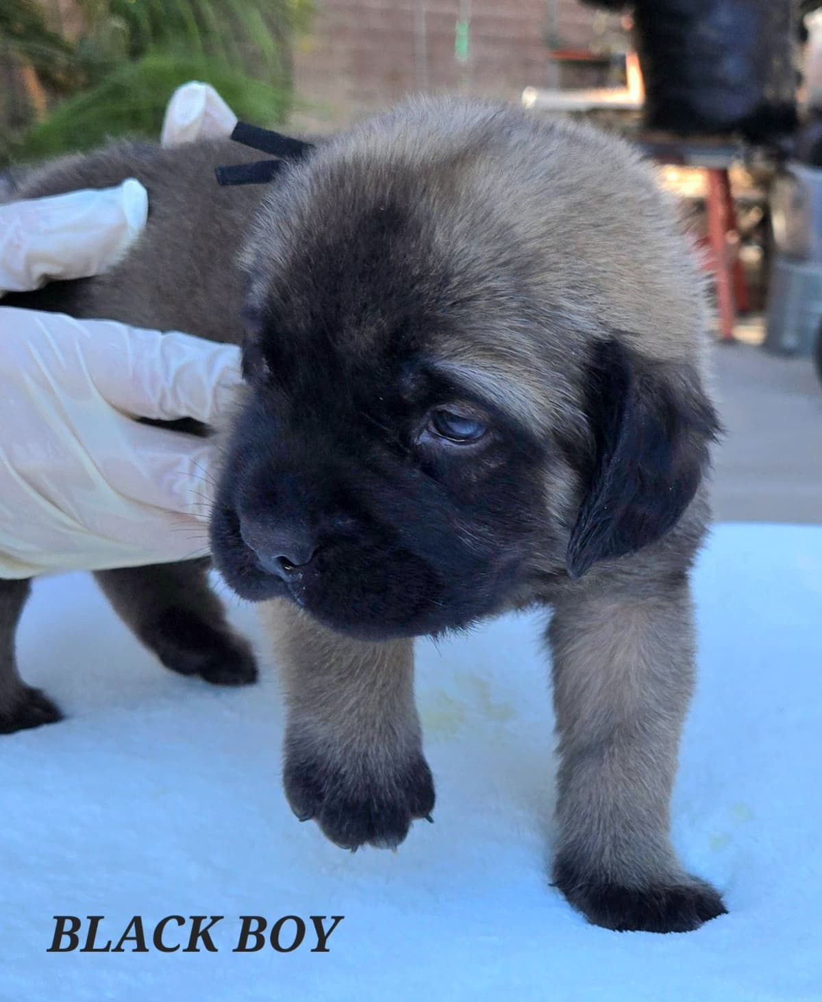 Mastiff Puppies breeder image 16