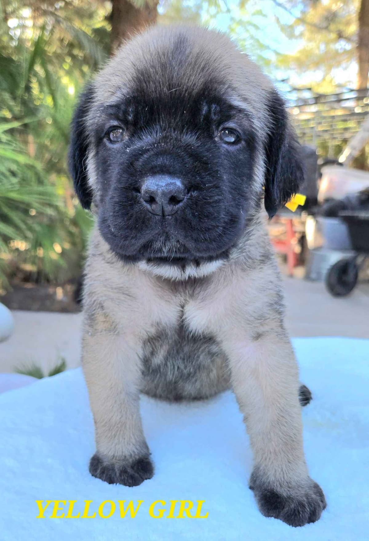 Mastiff Puppies breeder image 20