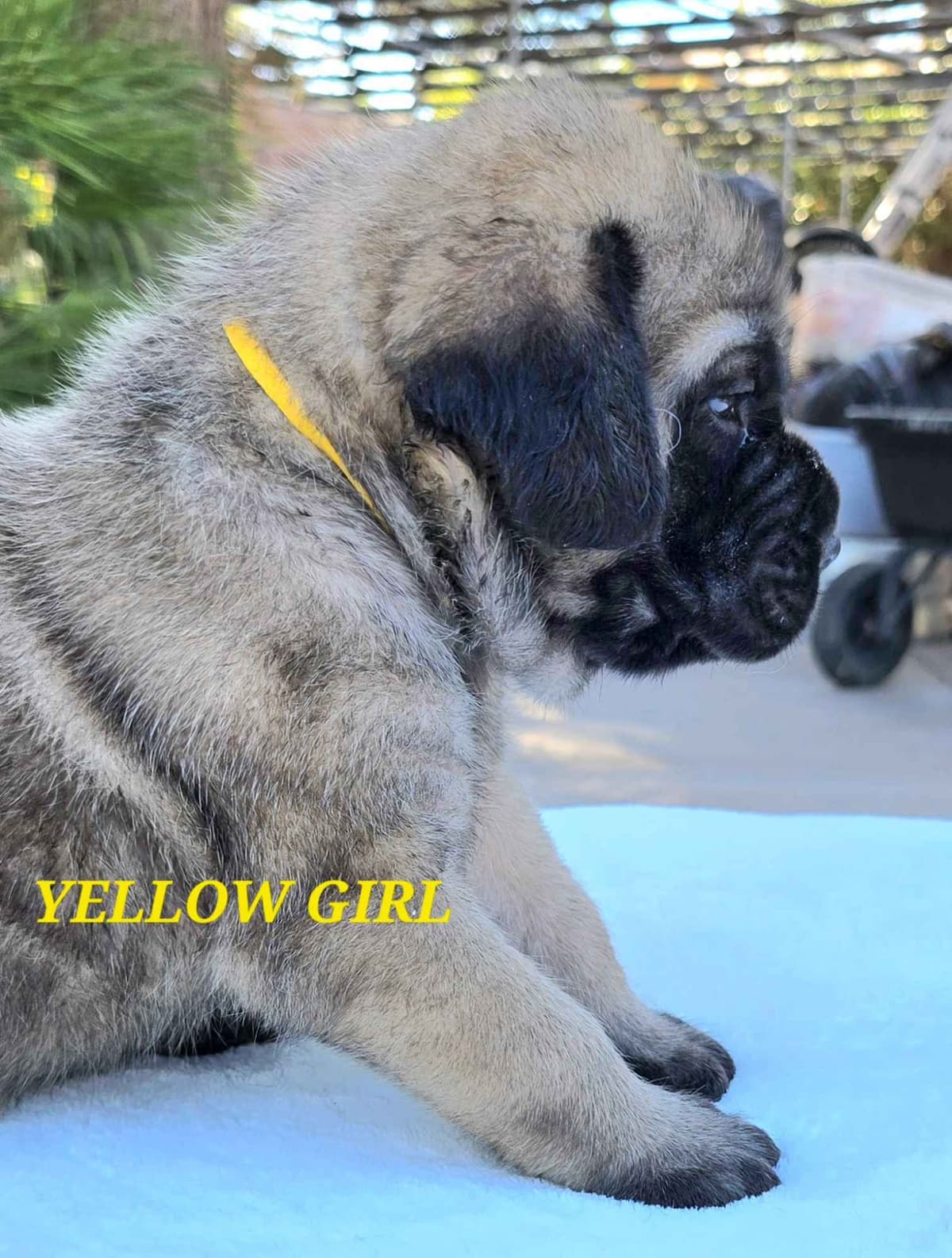 Mastiff Puppies breeder image 24