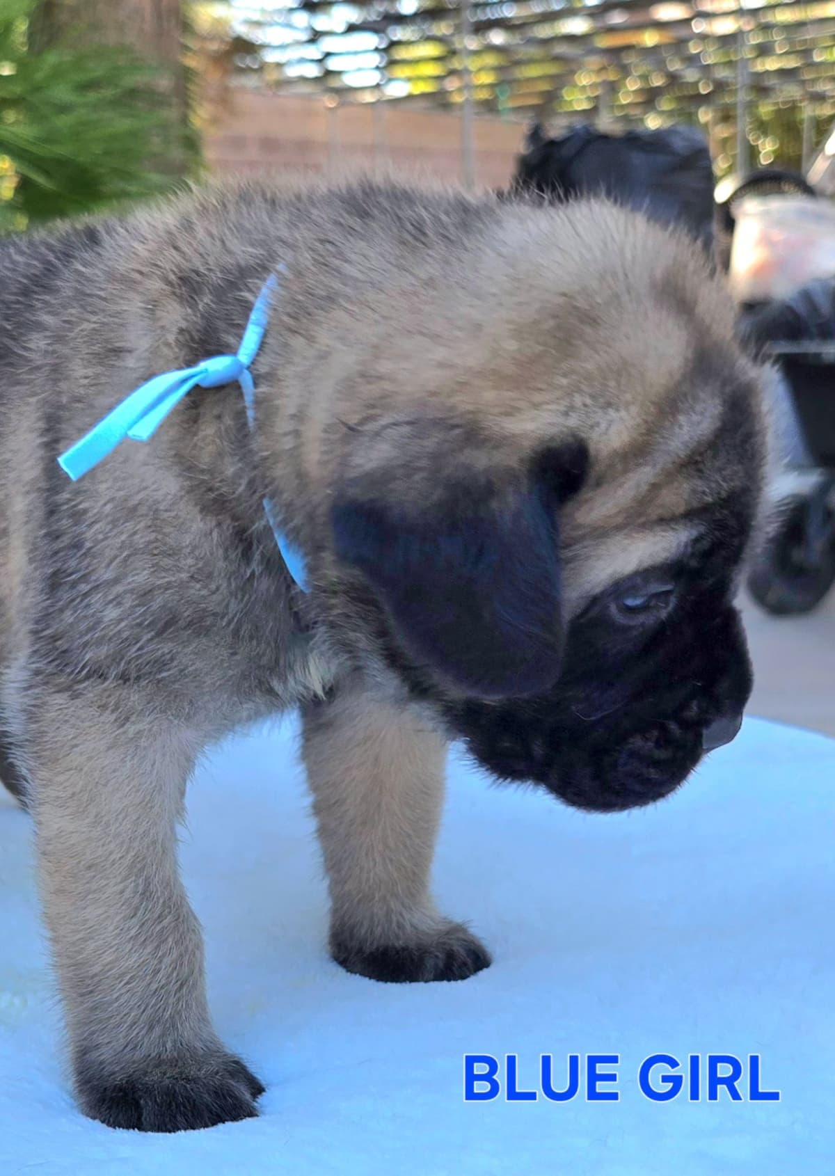 Mastiff Puppies breeder image 27