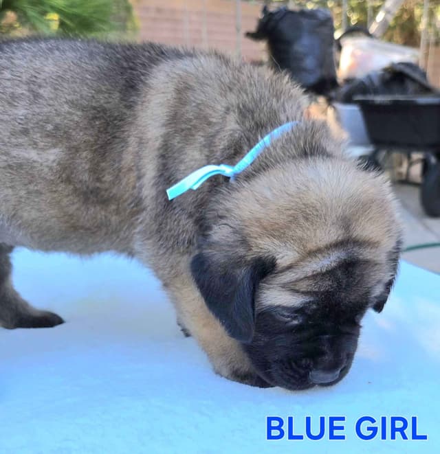 Mastiff Puppies media 9
