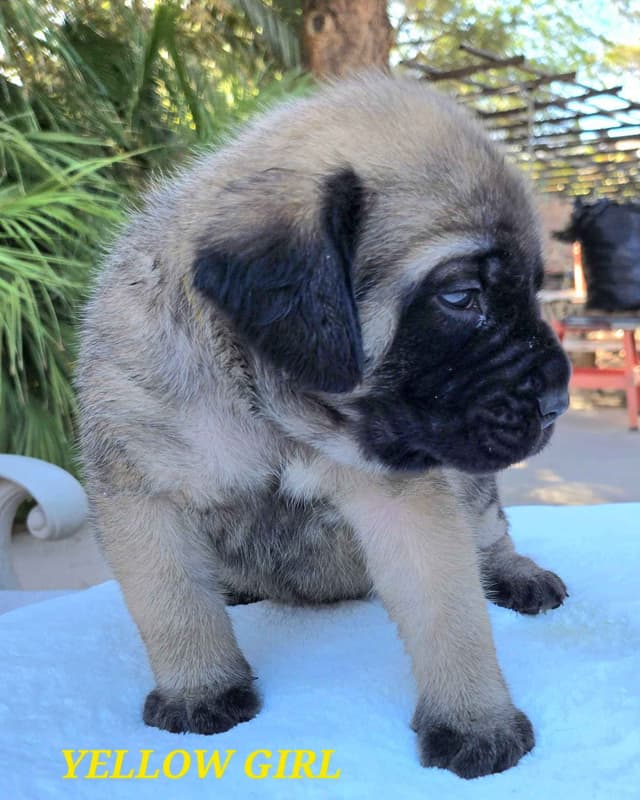 Mastiff Puppies media 19
