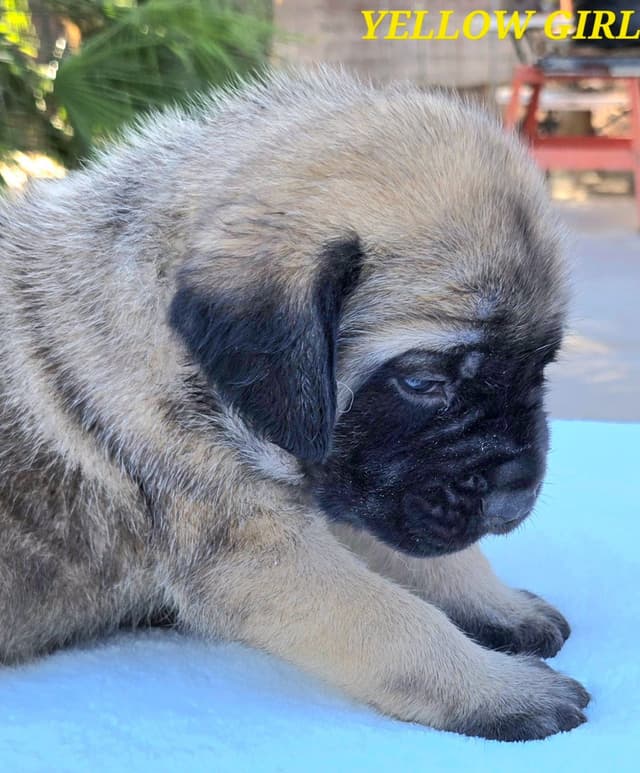 Mastiff Puppies media 22