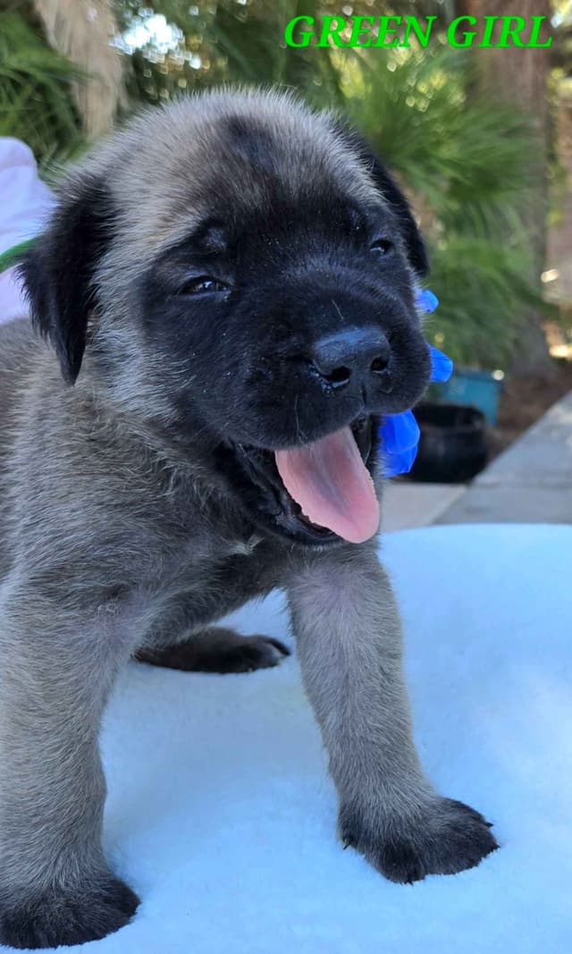 Mastiff Puppies media 23