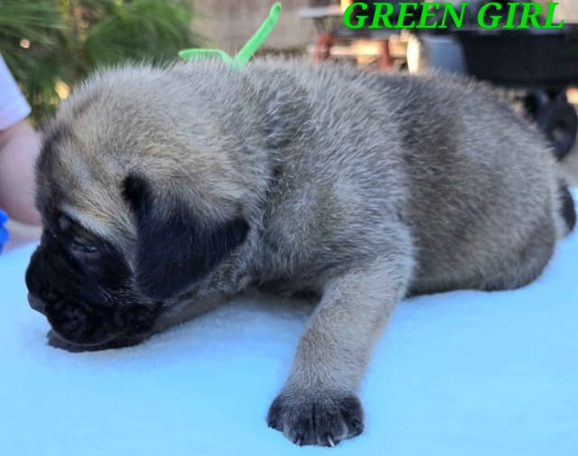 Mastiff Puppies media 25