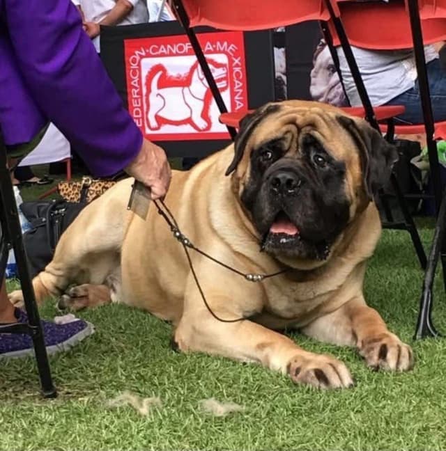 Mastiff Puppies media 27