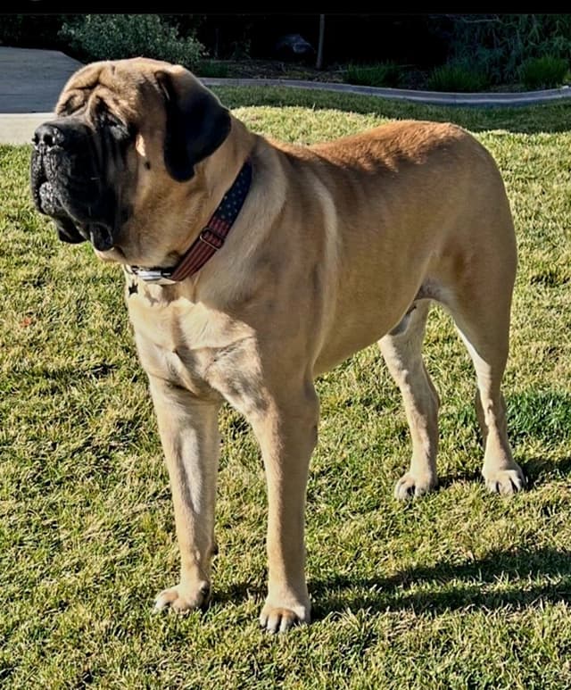 Mastiff Puppies media 28