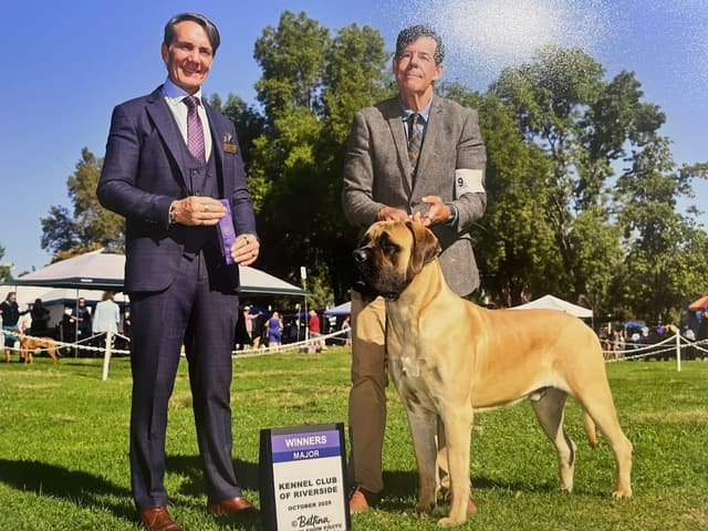 Mastiff Puppies media 29