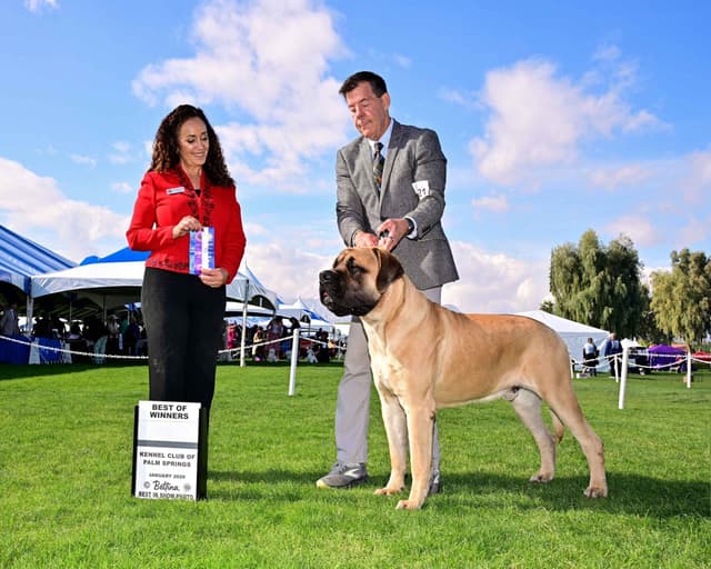 Mastiff Puppies media 30