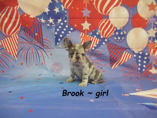 Cute AKC French Bulldog Puppies Available media 2