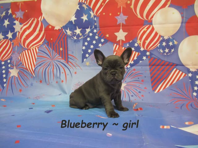 Cute AKC French Bulldog Puppies Available media 3