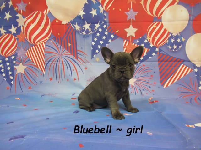 Cute AKC French Bulldog Puppies Available media 4