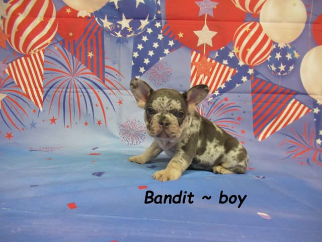 Cute AKC French Bulldog Puppies Available media 5