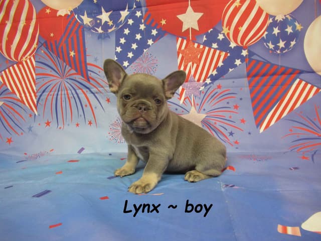 Adorable AKC French Bulldog Puppies Available media 2