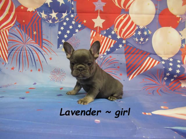 Adorable AKC French Bulldog Puppies Available media 3