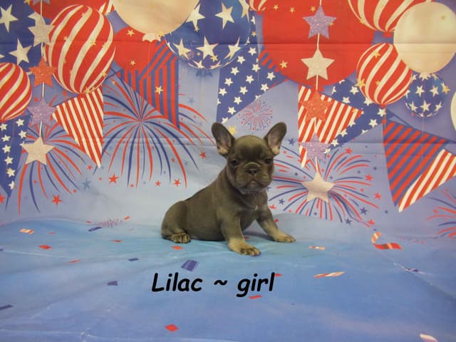 Adorable AKC French Bulldog Puppies Available media 4