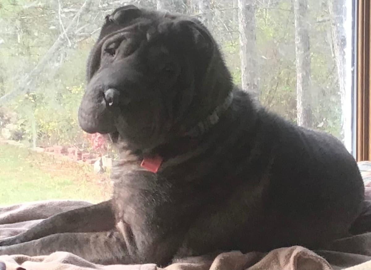 Chinese Shar-Pei Puppies breeder image 1