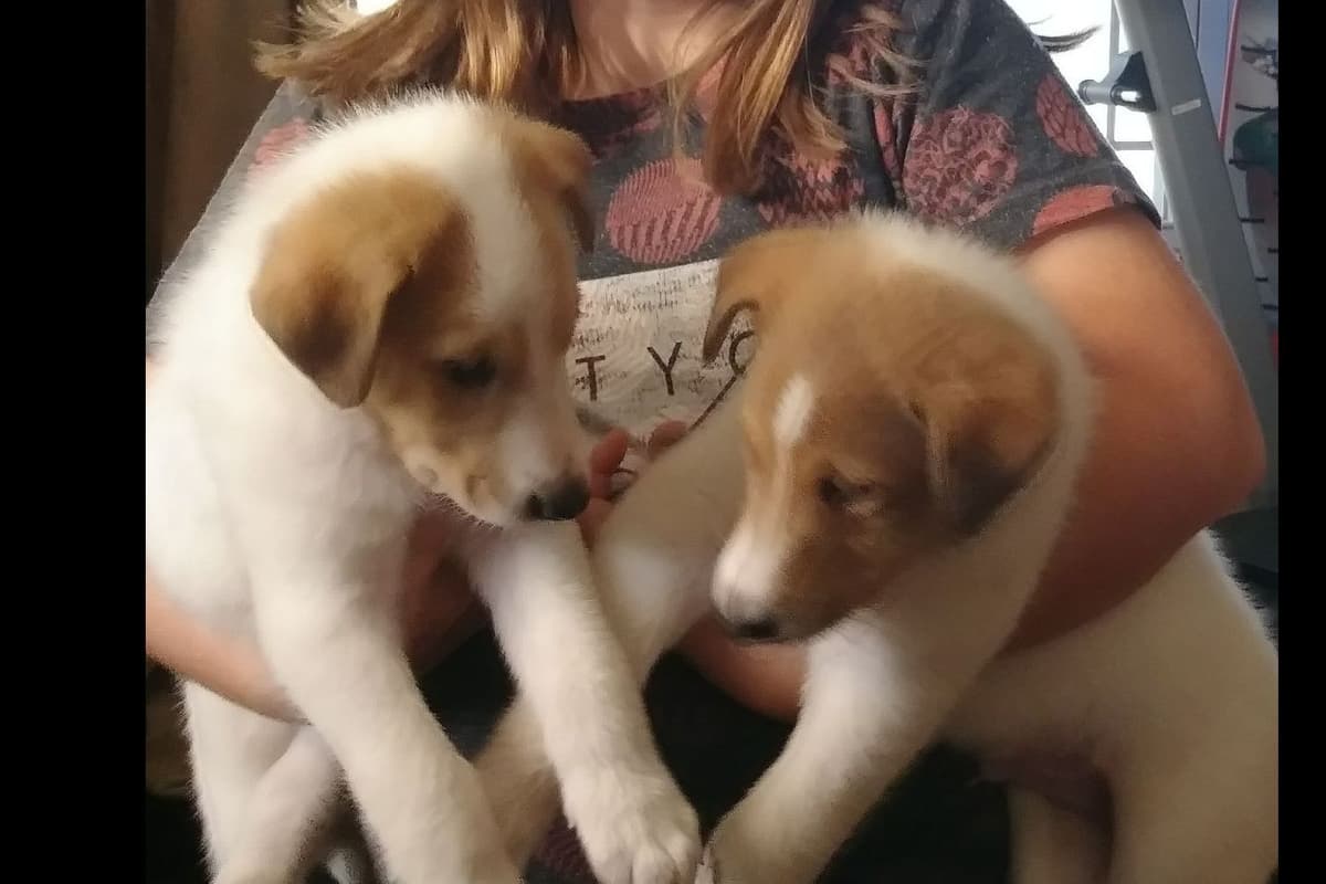 Rough Collies (Sable ) breeder image 5