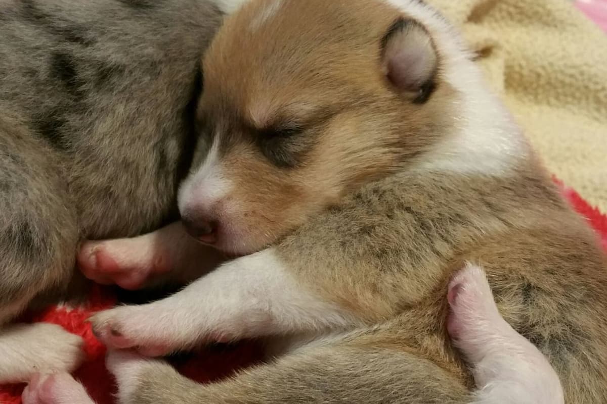 Rough Collies (Sable ) breeder image 4