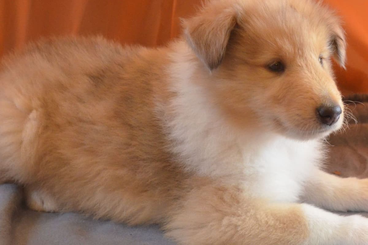 Rough Collies (Sable ) breeder image 3