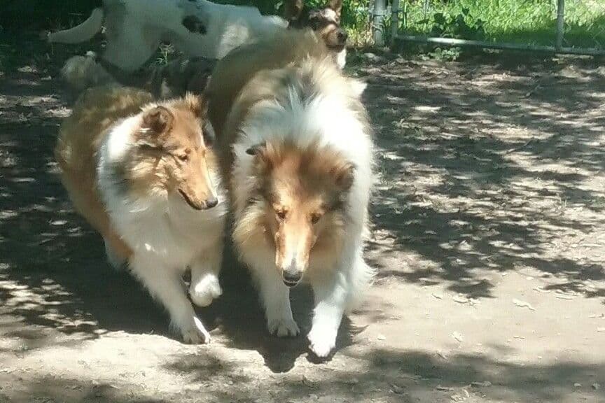 Rough Collies (Sable ) breeder image 2