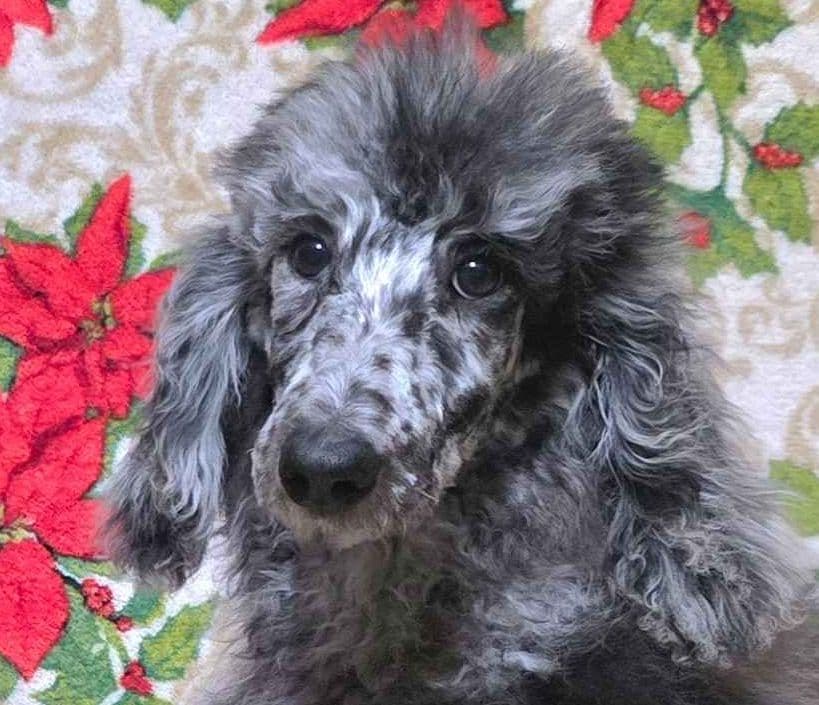 Poodle Puppies breeder image 1