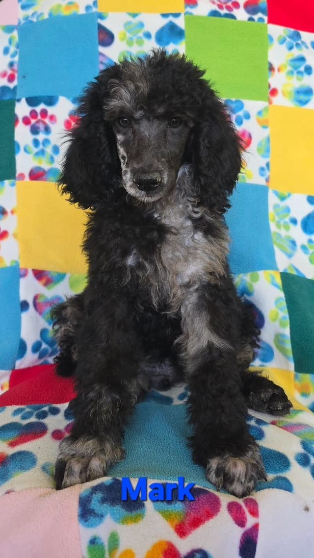 Poodle Puppies media 4