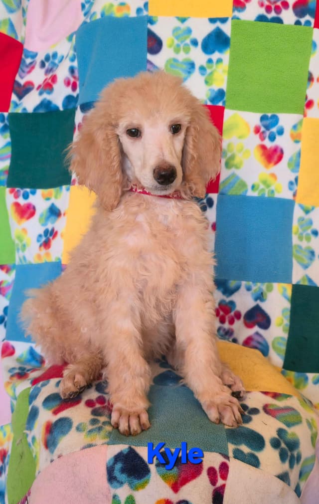 Poodle Puppies media 2