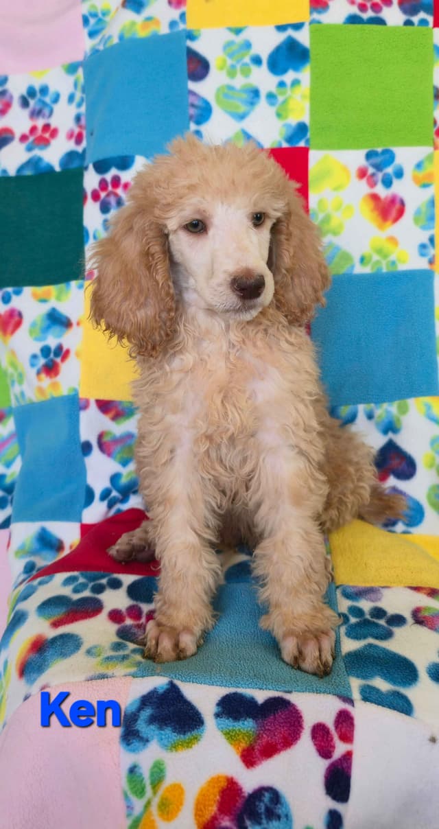 Poodle Puppies media 3