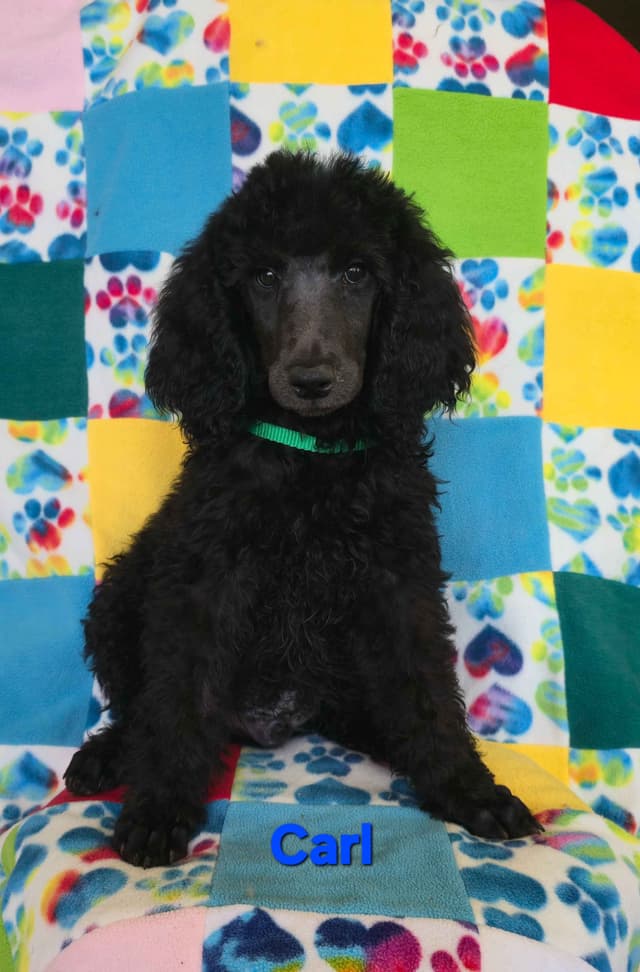 Poodle Puppies media 5
