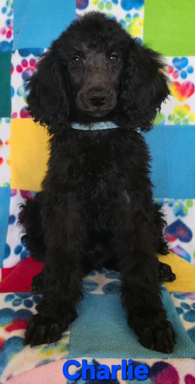 Poodle Puppies media 6