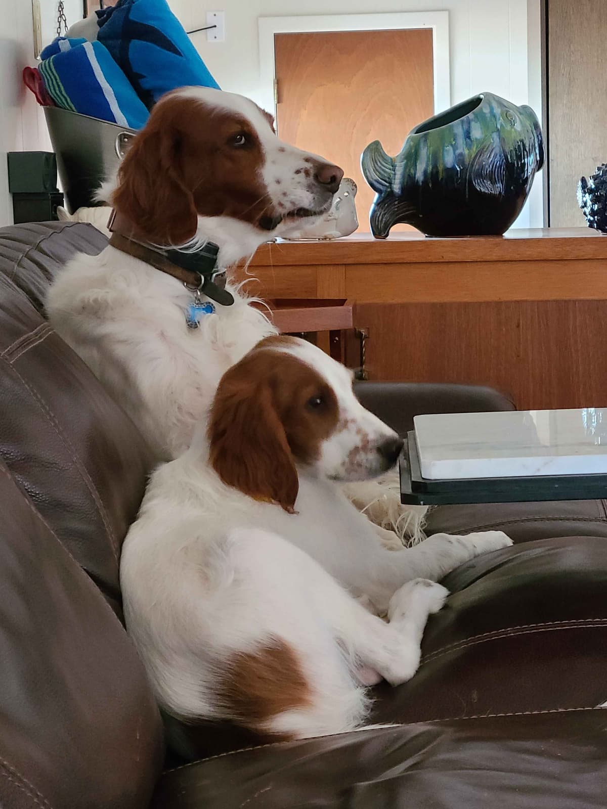 Irish Red and White Setter Puppies breeder image 2