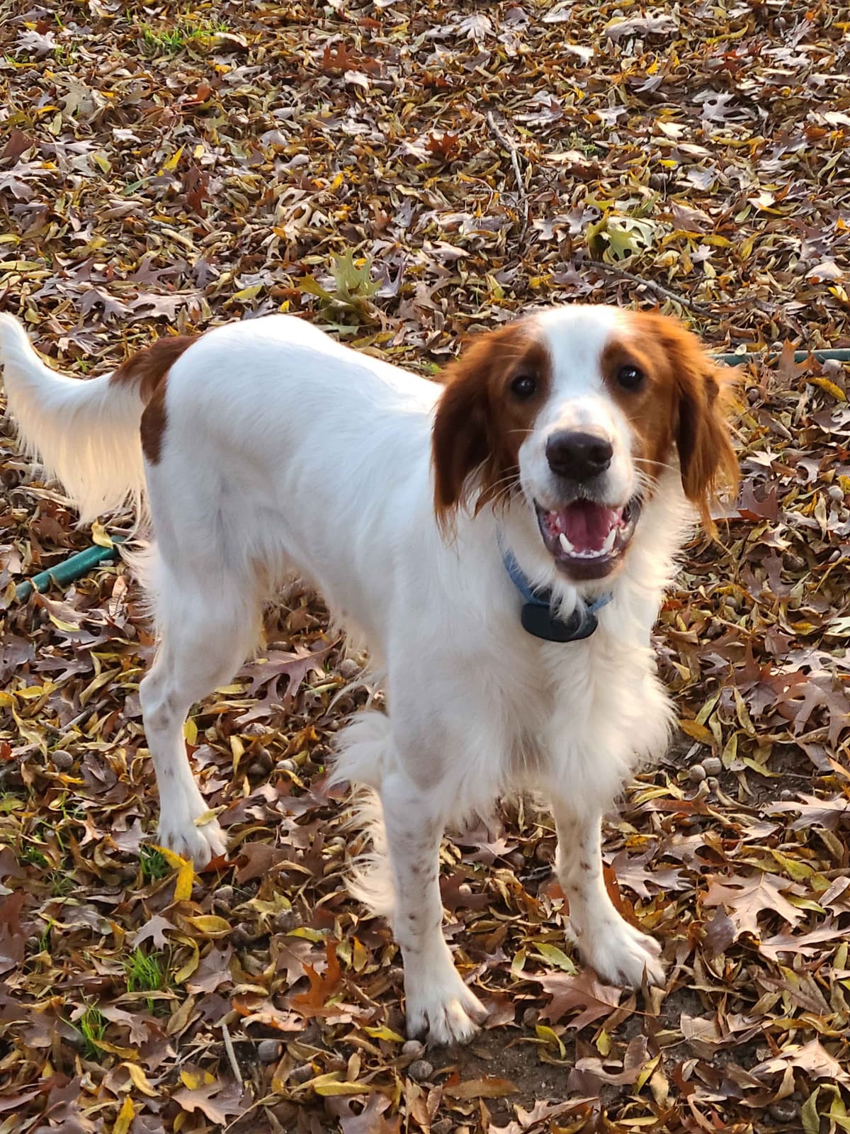Irish Red and White Setter Puppies breeder image 3