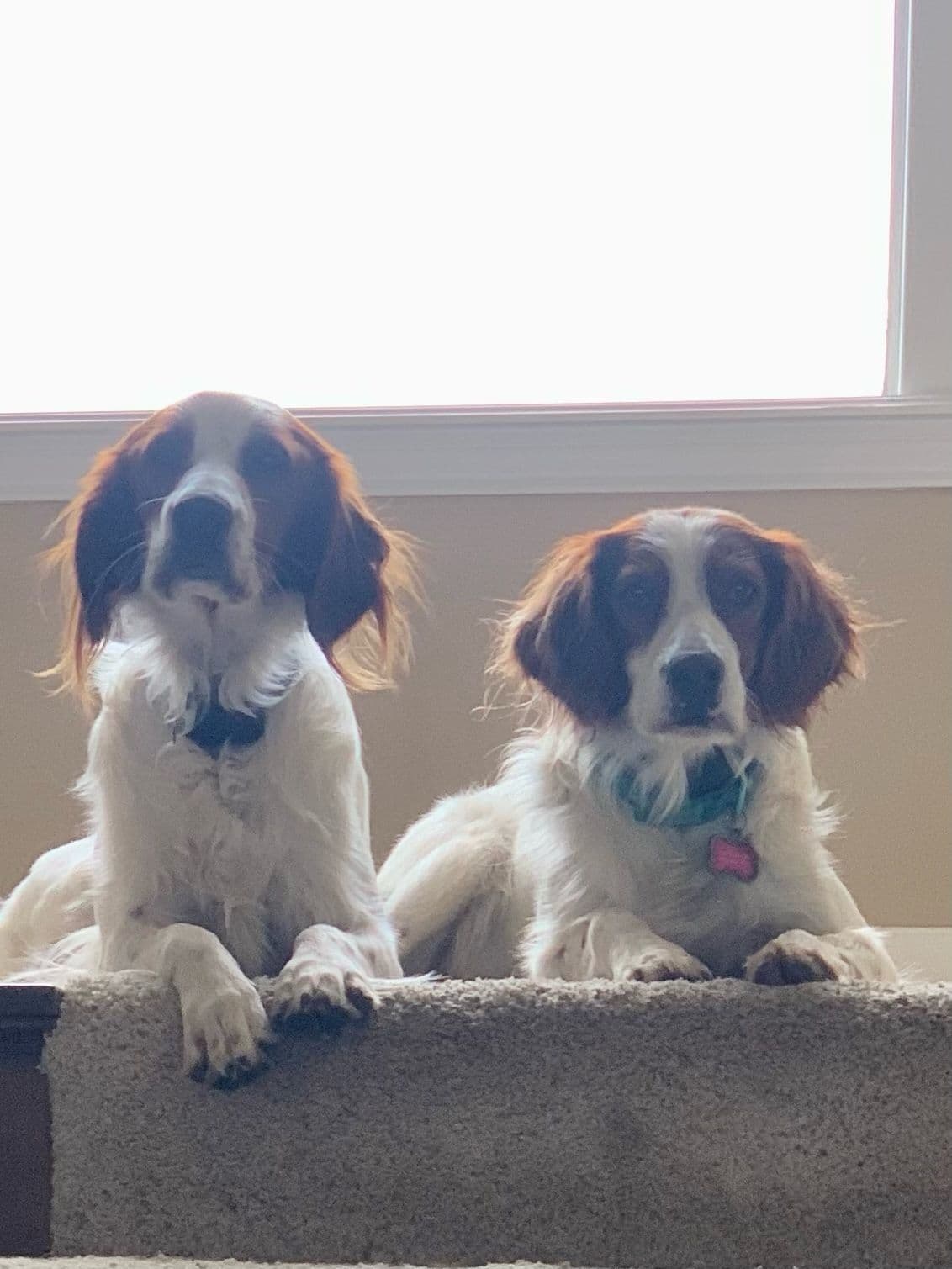 Irish Red and White Setter Puppies breeder image 4