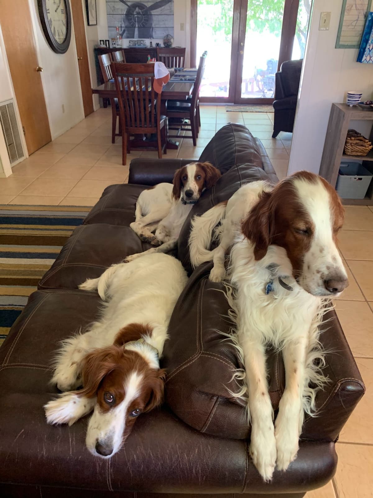 Irish Red and White Setter Puppies breeder image 12