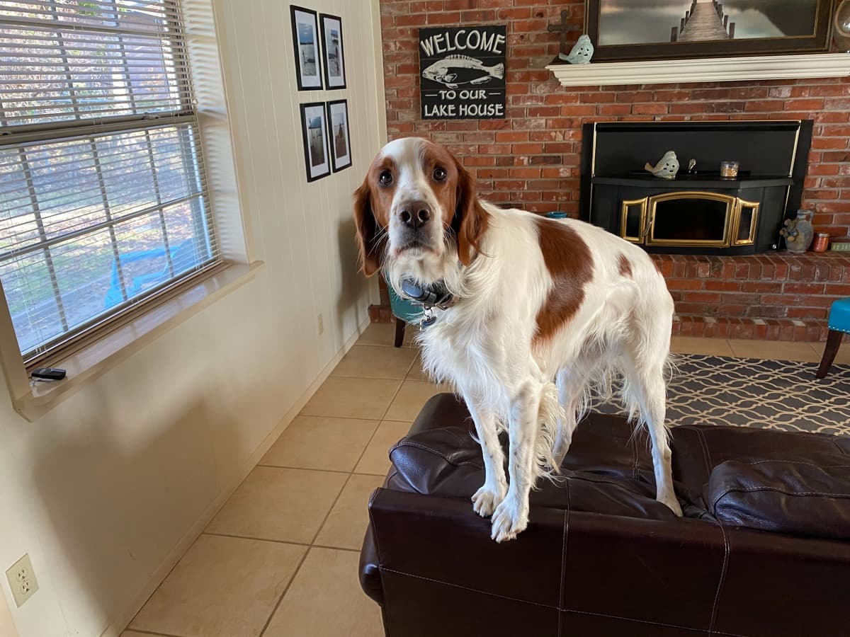 Irish Red and White Setter Puppies breeder image 13