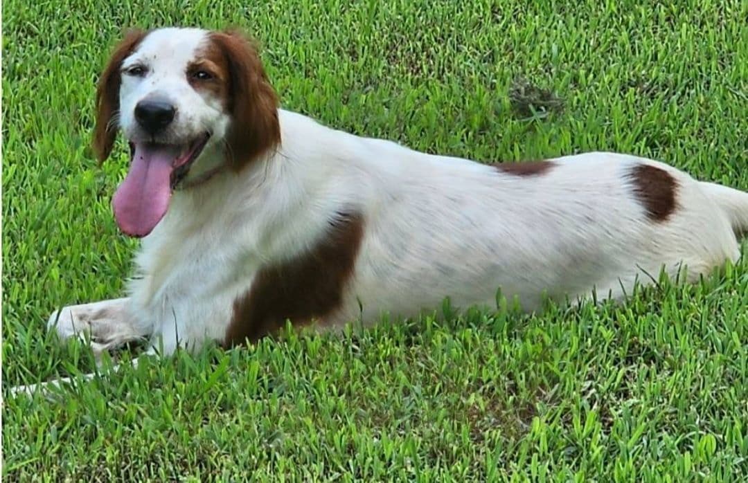 Irish Red and White Setter Puppies breeder image 14