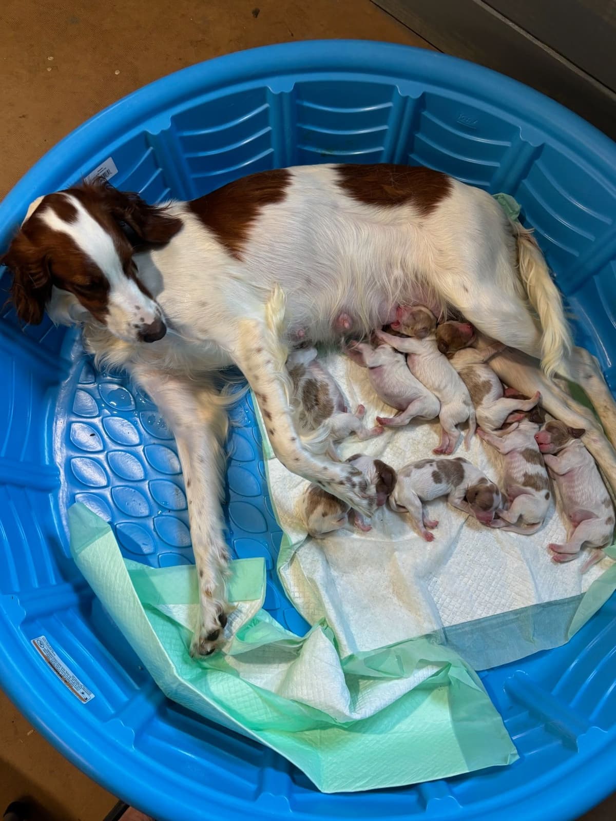 Irish Red and White Setter Puppies breeder image 17
