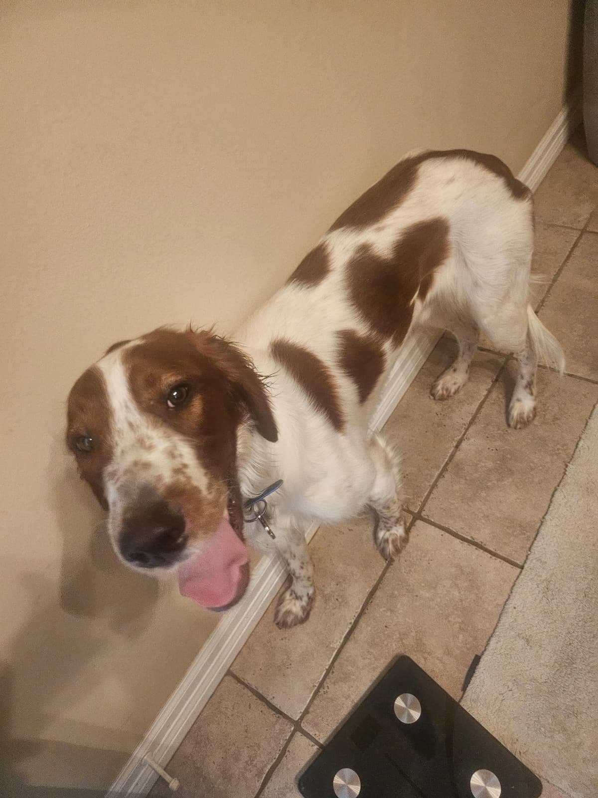 Irish Red and White Setter Puppies breeder image 18