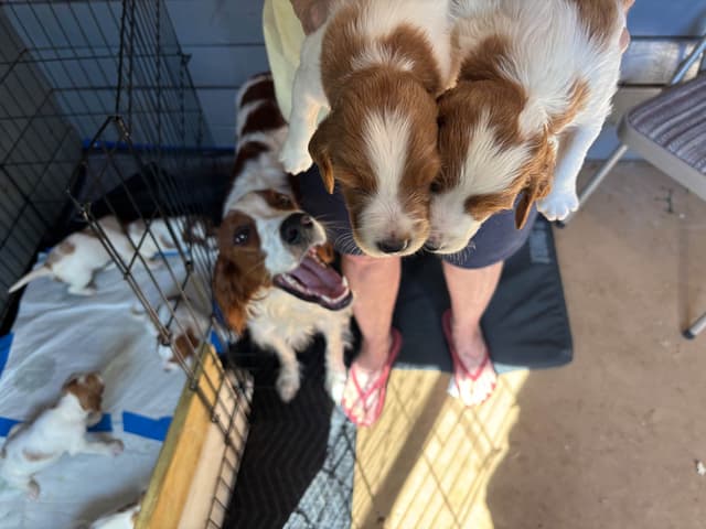 Irish Red and White Setter Puppies media 2