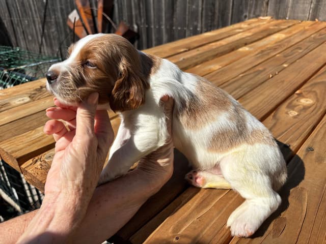 Irish Red and White Setter Puppies media 3