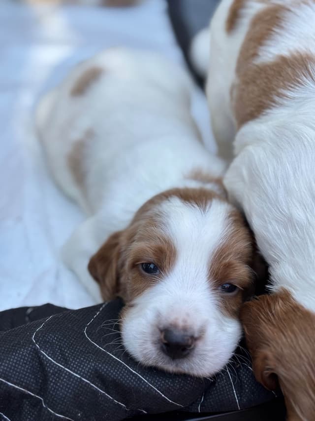 Irish Red and White Setter Puppies media 5