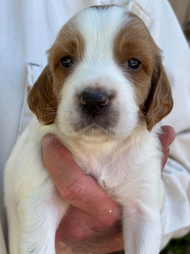 Irish Red and White Setter Puppies media 7