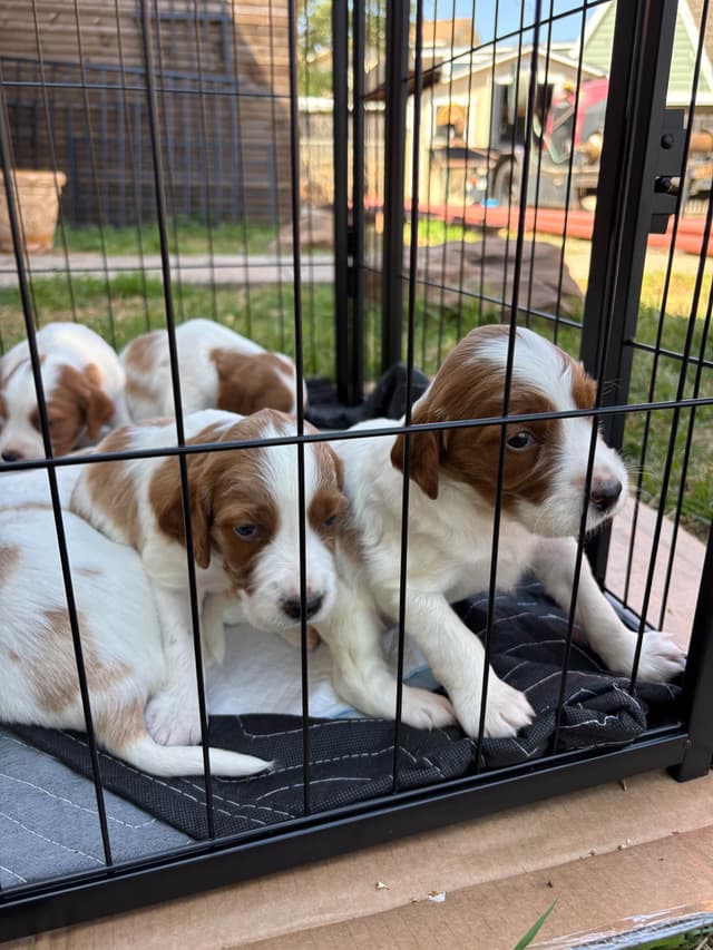 Irish Red and White Setter Puppies media 12