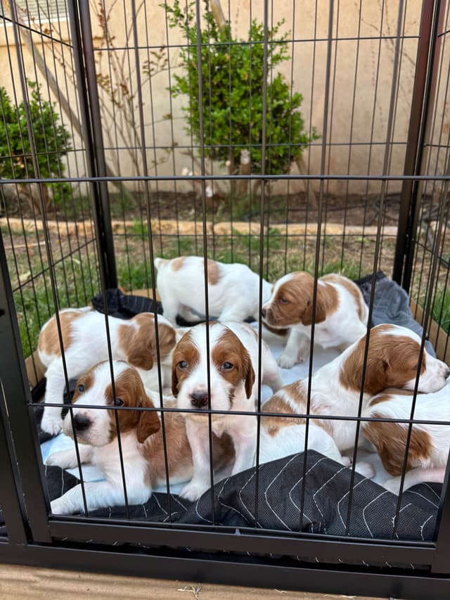 Irish Red and White Setter Puppies media 6