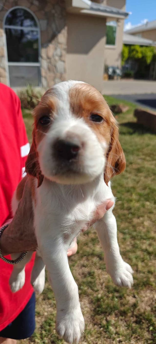 Irish Red and White Setter Puppies media 11